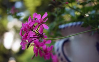Картинка цветы, ваза, боке