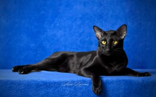 Картинка взгляд, кот, синий, глаза, черный кот, ориентал