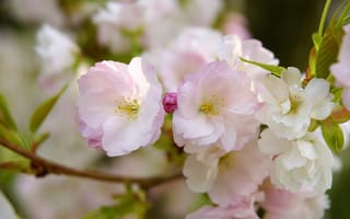 Картинка сакура, цветение, лепестки, весна, цветы, розовые, ветка, макро
