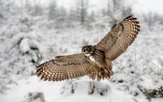 Картинка Филин, крылья, зима
