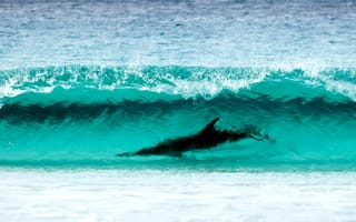 Картинка sea, wave turquoise color, Le Grand NP, shore, Cape, breathtaking sight, nature, dolphin, Surfing, water