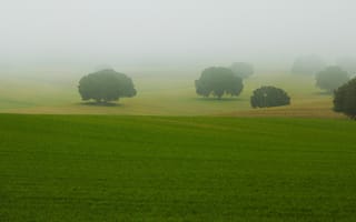 Обои туман, пейзаж, деревья, поле
