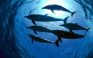 Картинка дельфины, свет, вода, океан, стая