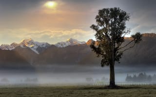 Картинка дерево, утро, горы, туман, рассвет