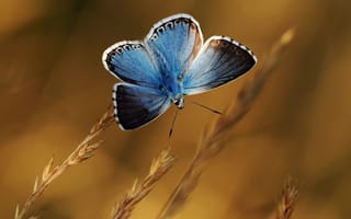 Картинка растения, колоски, голубая, бабочка