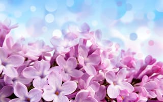 Картинка Pale red-violet flowers, голубой, цветы, лиловые, блики, красивые