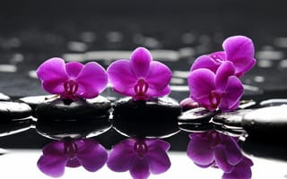 Картинка Spa, камни, цветы, purple flowers, капельки, фиолетовые, отражение, спа