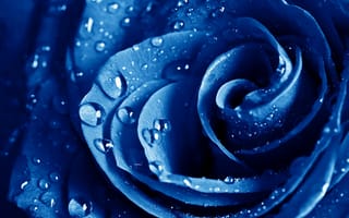 Обои The blue rose, голубая, макро, роза