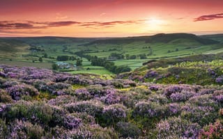 Картинка закат, цветы, sunset, Yorkshire, hills, Йоркшир, fields, холмы, flowers, England, Англия, поля