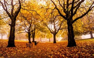 Картинка парк, лавочки, Шеффилд, листья, осень, скамейки, Великобритания, дорога, лавки, аллея, желтые, Sheffield, Weston Park, деревья, Англия