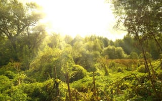 Картинка зелень, лес, солнце, ясный день