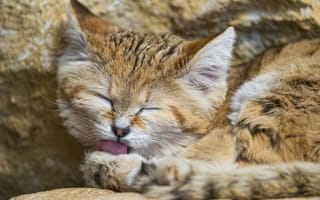 Картинка кошка, умывание, морда, ©Tambako The Jaguar, барханная кошка, песчаный кот, язык