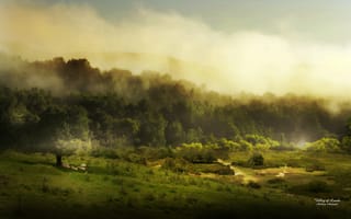 Картинка туман, деревья, поля, свет, лес