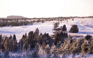 Картинка зима, дорога, трава, снег, красота, деревья, природа, Morgendorffer, лес
