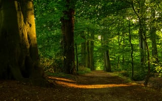 Картинка тропинка, солнце, лес, деревья, свет, листва