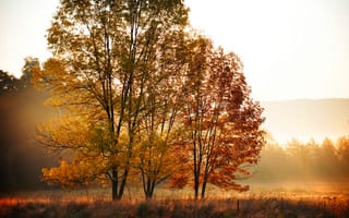 Обои поле, листья, желтые, оранжевые, природа, утро, осень, лес, деревья