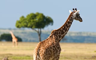 Картинка животные, жара, жирафы, лето, дикая природа, африка, австралия