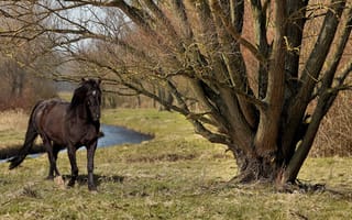 Картинка конь, природа, дерево, лето