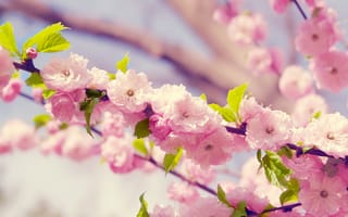 Картинка сакура, весна, лепестки, цветы, цветение, вишня, ветка