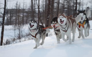 Картинка хаски, собаки, зима