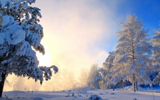 Картинка солнце, снег, природа, туман, кусты, деревья, зима
