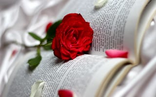 Картинка лепестки, страницы, капли, книга, красная, роза