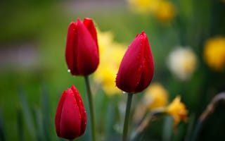 Обои Тюльпаны, красный, природа, бутоны, макро, капли, фокус, цветы