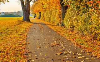 Картинка человек, желтые, листья, осень, пейзаж, деревья, дорога
