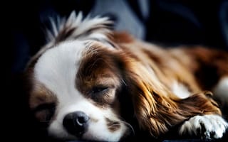 Картинка собака, спаниель, лежит, спит