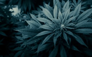 Картинка марихуана, листы, трава