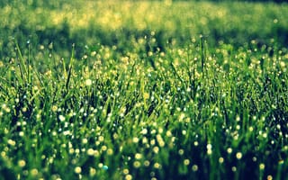 Картинка боке, зелень, солнце, макро, трава, растительность