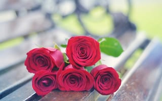 Обои цветы, красный, розы, flowers, роза, цветочки, rose