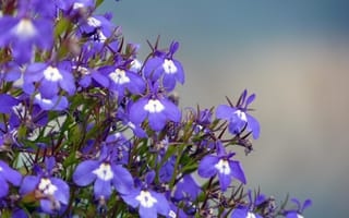 Картинка цветы, природа, растения