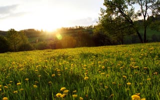 Картинка поляна, цветы, жёлтые, трава, лес, лучи, одуванчики, солнце, деревья, блик