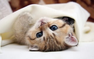 Обои кошка, глаза, котенок, киса, голубые глаза, cat, лапочка, лежит, кот