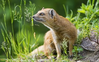 Картинка лето, трава, Tambako The Jaguar, мангуст