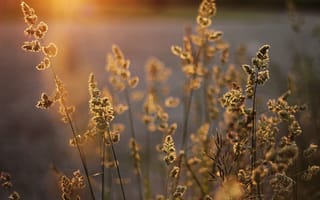 Картинка свет, метелки, трава, солнечный, колоски, растения