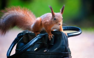 Картинка природа, животное, белка