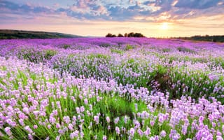 Картинка цветы, розово-сиреневые, закат, поле