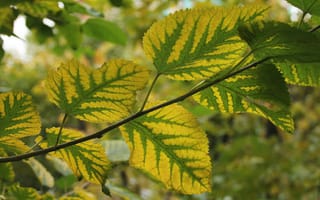 Картинка осень, листья, ветки, размытость, макро