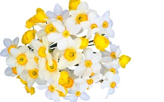 Картинка цветы, yellow, freshness, букет, Narcissus, нарцисс, beauty, свежесть, flowers, spring, белые, весна, bouquet, нежное настроение, white, tender spirit, красота, жёлтые