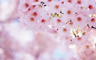 Обои сакура, вишня, природа, весна, sakura, цветение, лепестки, цветы