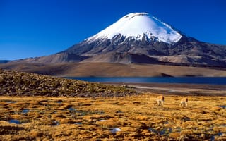 Картинка снег, гора, антилопы, вершина, Чили, Южная Америка