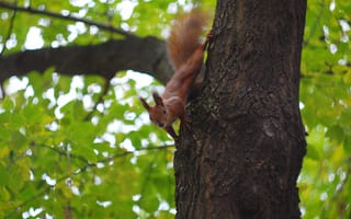 Картинка зелень, осень, Белка, squirrel, боке, рыжая, листва