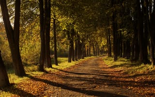 Картинка дорога, листья, осень