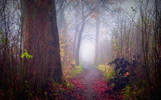 Обои туман, природа, осень, лес