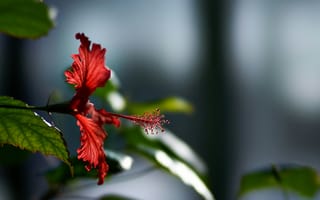 Картинка цветок, листья, пестик, природа, растение, гибискус