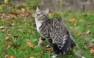 Картинка осень, кошка, кот, поза