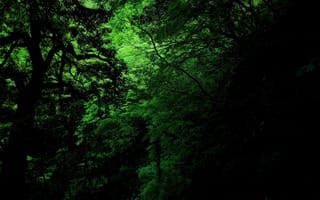 Картинка dark, green, jungle