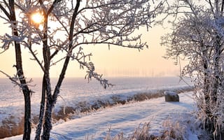 Картинка зима, иней, поле, солнце, снег, деревья